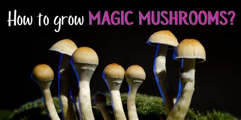 Get your hands on magic mushroom grow bags